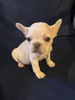 Micro Frosty, a male French Bulldog for sale in Sedalia, MO – Photo 1 of 8