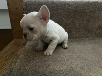 Micro Frosty, a male French Bulldog for sale in Sedalia, MO – Photo 6 of 8