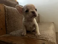 Micro Frosty, a male French Bulldog for sale in Sedalia, MO – Photo 8 of 8