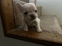 Micro Frosty, a male French Bulldog for sale in Sedalia, MO – Photo 5 of 8