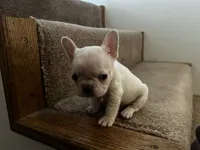 Micro Frosty, a male French Bulldog for sale in Sedalia, MO – Photo 7 of 8