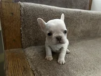 Micro Frosty, a male French Bulldog for sale in Sedalia, MO – Photo 3 of 8