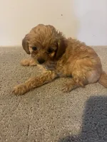 Carson , a male Cavapoo for sale in Sedalia, MO – 3 of 3