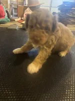 Arlo, a male Miniature Aussiedoodle for sale in Sedalia, MO – 4 of 4
