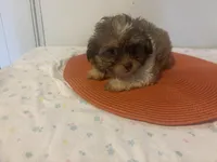 Holland, a male Shihpoo for sale in Sedalia, MO – 3 of 4
