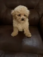 Pierre, a male Poodle - Toy  for sale in Sedalia, MO – 3 of 4