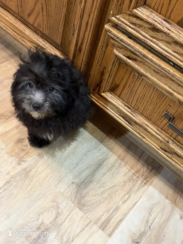 Helen  – Havapoo puppy for sale in Sedalia, MO
