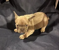 Bonnie belle, a male French Bulldog for sale in Sedalia, MO – Photo 2 of 3