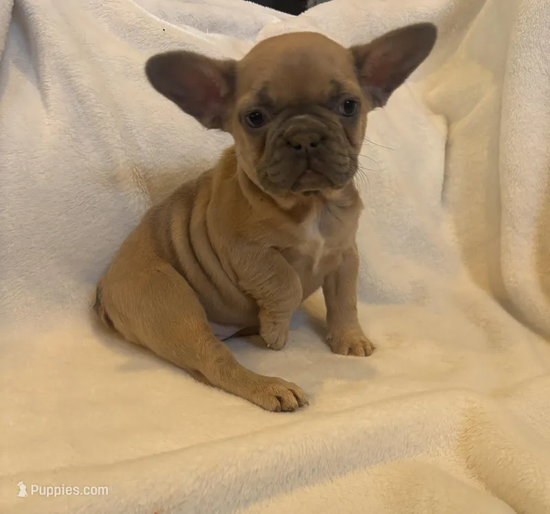 Bonnie belle – French Bulldog puppy for sale in Sedalia, MO