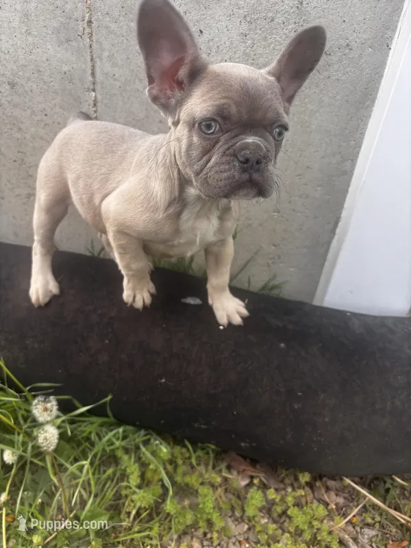 Bonnie belle  REDUCED  – French Bulldog puppy for sale in Sedalia, MO