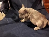 Bonnie belle, a male French Bulldog for sale in Sedalia, MO – Photo 3 of 3