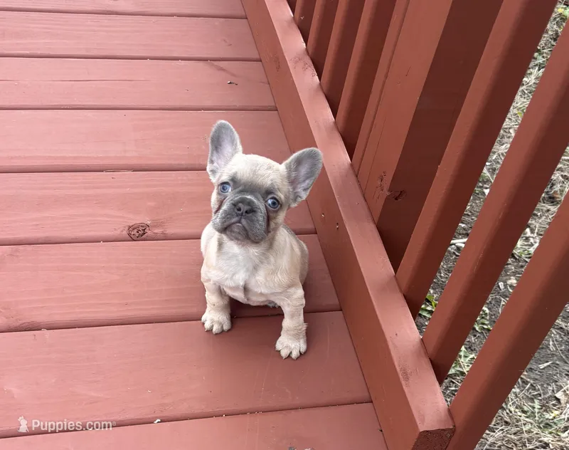 Bonnie belle  SALE  TILL EASTER  – French Bulldog puppy for sale in Sedalia, MO