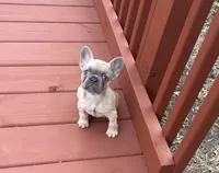 Bonnie belle  SALE  TILL EASTER , a female French Bulldog for sale in Sedalia, MO – Photo 1 of 2