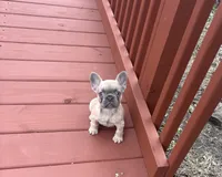 Bonnie belle  SALE  TILL EASTER , a female French Bulldog for sale in Sedalia, MO – Photo 2 of 2