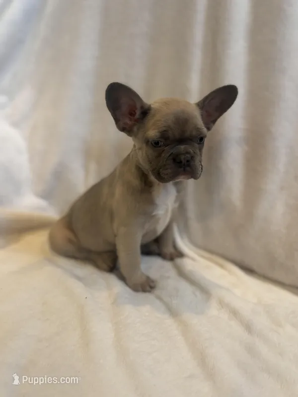 Bonnie belle – French Bulldog puppy for sale in Sedalia, MO