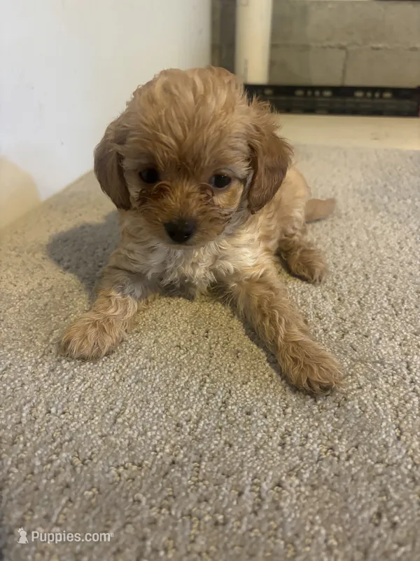 Carson  – Cavapoo puppy for sale in Sedalia, MO
