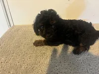 Carmen, a female Cavapoo for sale in Sedalia, MO – 3 of 3