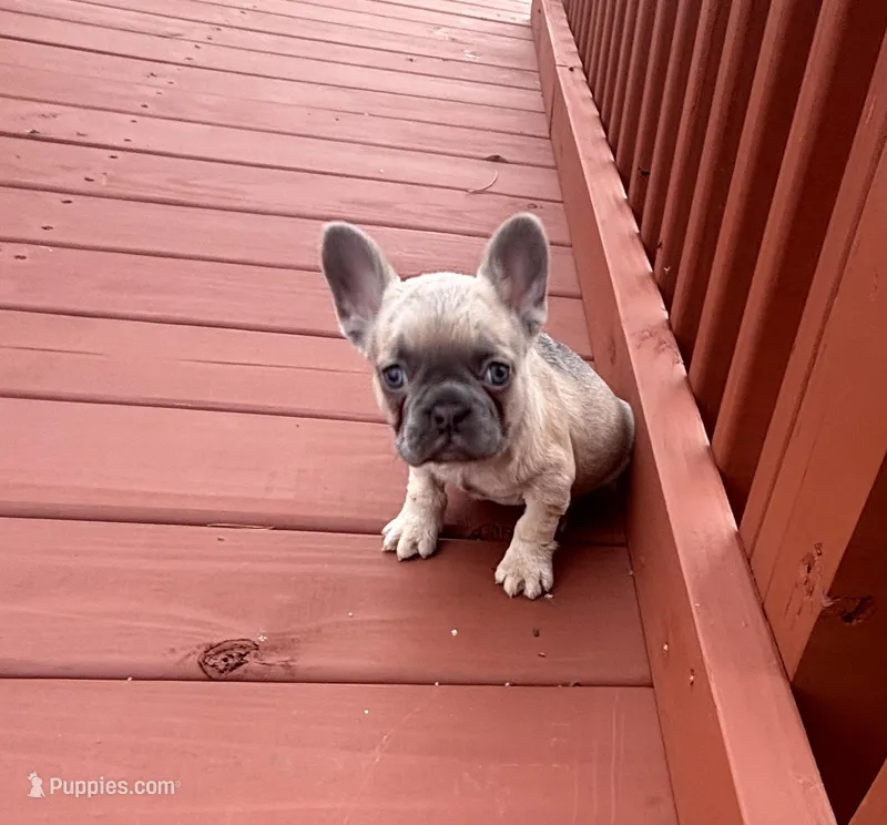 Bonita SALE TILL EASTER  – French Bulldog puppy for sale in Sedalia, MO