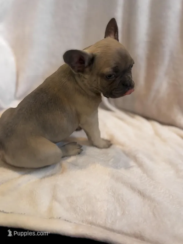 Bonita  – French Bulldog puppy for sale in Sedalia, MO