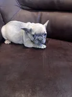 Bonita , a male French Bulldog for sale in Sedalia, MO – Photo 3 of 3