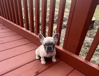 Bonita SALE TILL EASTER , a female French Bulldog for sale in Sedalia, MO – Photo 2 of 4