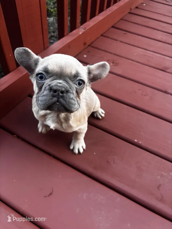 Bonita REDUCED – French Bulldog puppy for sale in Sedalia, MO