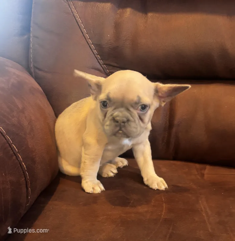 Bonita  – French Bulldog puppy for sale in Sedalia, MO