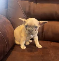 Bonita , a male French Bulldog for sale in Sedalia, MO – Photo 1 of 3