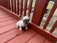 Bonita SALE TILL EASTER , a female French Bulldog for sale in Sedalia, MO – Photo 4 of 4