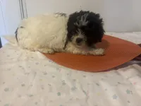 Sherman , a male Shihpoo for sale in Sedalia, MO – 2 of 4