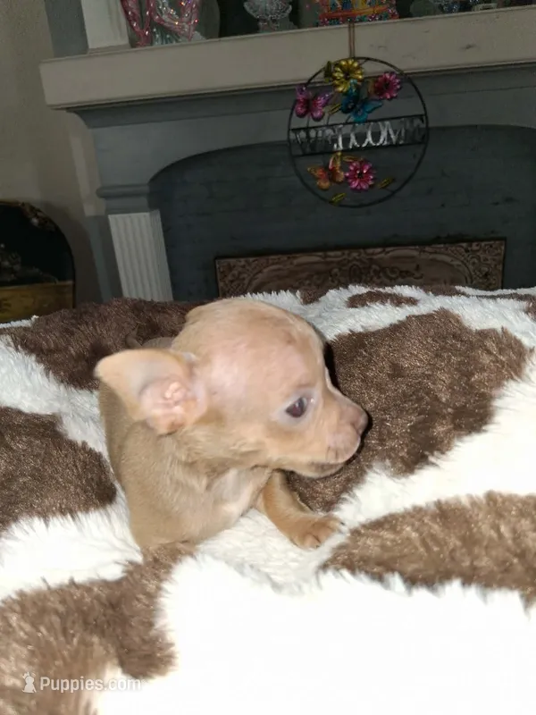 little tan girl – Chihuahua puppy for sale in Bay City, MI