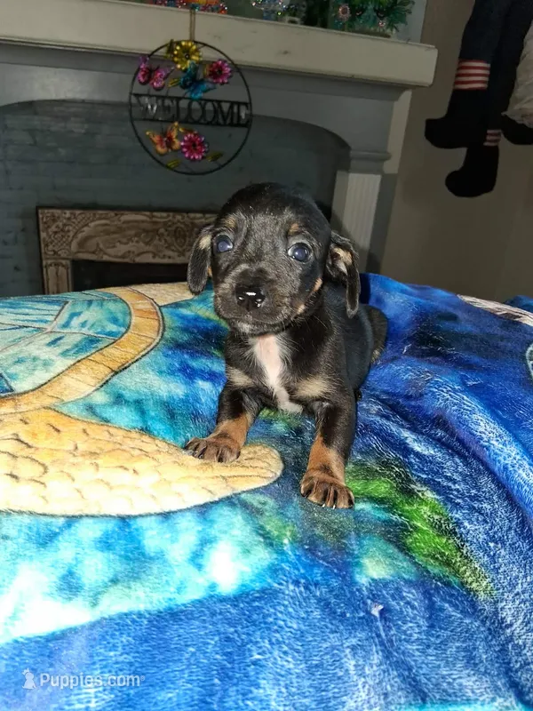 black – Chihuahua puppy for sale in Bay City, MI