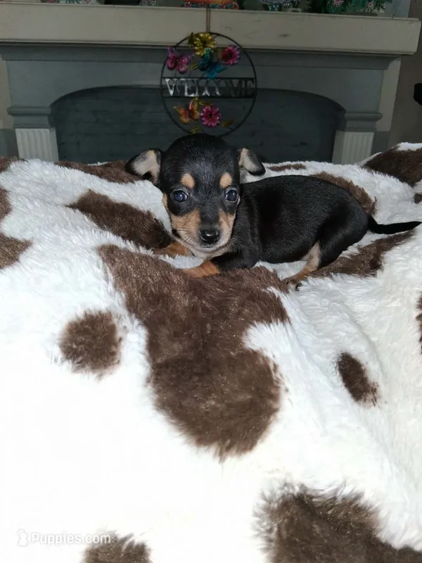 little black  – Chihuahua puppy for sale in Bay City, MI