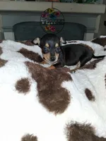 little black , a female Chihuahua for sale in Bay City, MI – 1 of 1