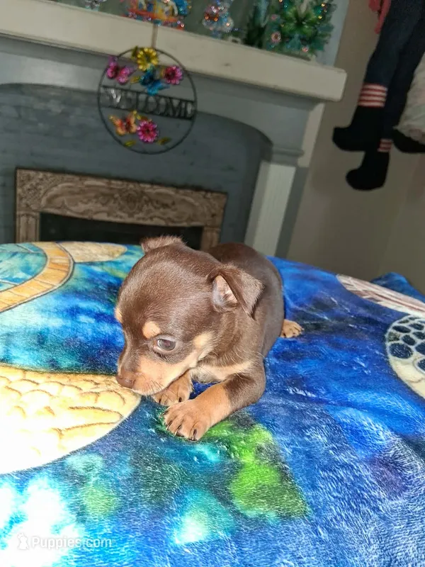 brown – Chihuahua puppy for sale in Bay City, MI