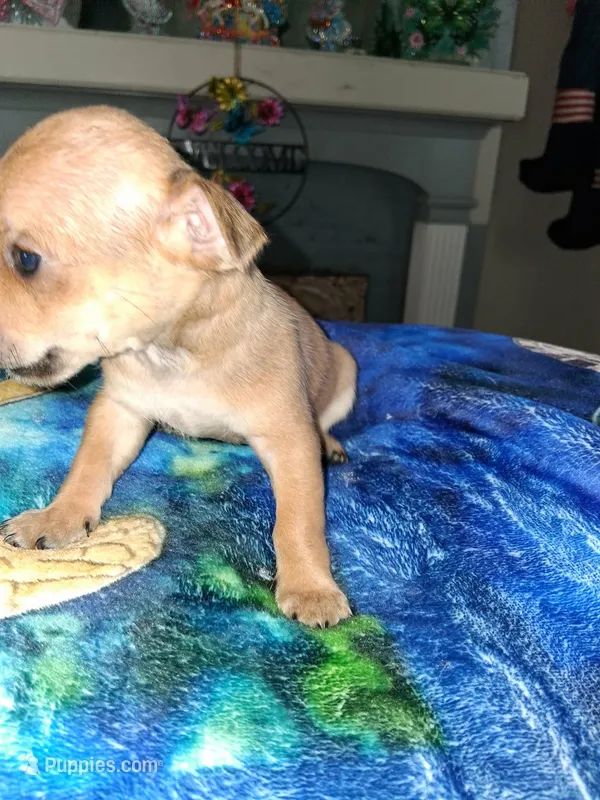 tan – Chihuahua puppy for sale in Bay City, MI