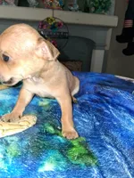 tan, a male Chihuahua for sale in Bay City, MI – 1 of 1