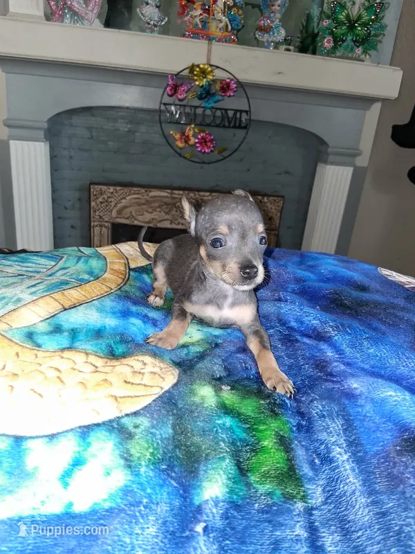 little grey – Chihuahua puppy for sale in Bay City, MI