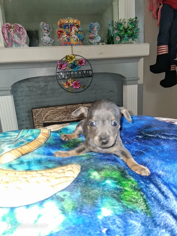 grey grey – Chihuahua puppy for sale in Bay City, MI