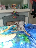 grey grey, a male Chihuahua for sale in Bay City, MI – 1 of 1