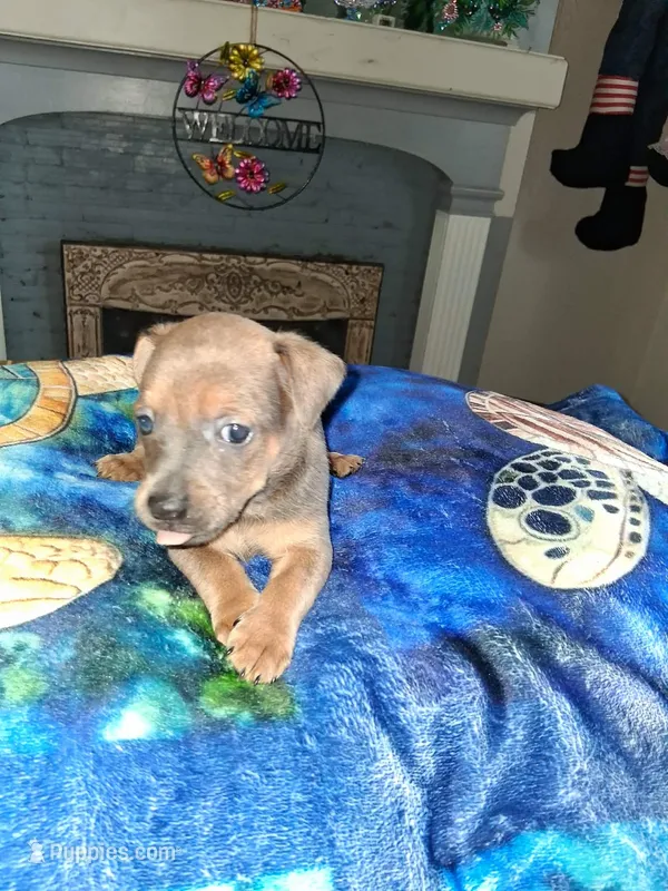 multi – Chihuahua puppy for sale in Bay City, MI