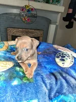 multi, a male Chihuahua for sale in Bay City, MI – 1 of 1