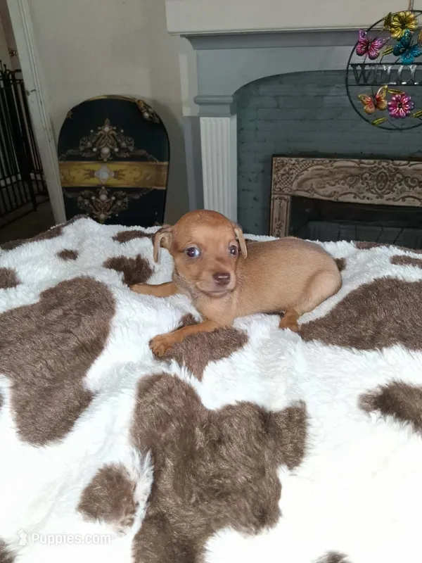 tan puppy – Chihuahua puppy for sale in Bay City, MI