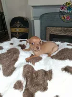 tan puppy, a female Chihuahua for sale in Bay City, MI – 1 of 1