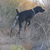 NAVHDA GSP PUP Female #1, a female German Shorthaired Pointer for sale in Bernalillo, NM – 4 of 7