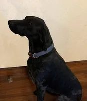 NAVHDA GSP PUP FEMALE #5, a female German Shorthaired Pointer for sale in Bernalillo, NM – 2 of 7