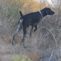 NAVHDA GSP PUP FEMALE #3, a female German Shorthaired Pointer for sale in Bernalillo, NM – 2 of 7