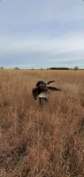 NAVHDA GSP PUP FEMALE #3, a female German Shorthaired Pointer for sale in Bernalillo, NM – 4 of 7