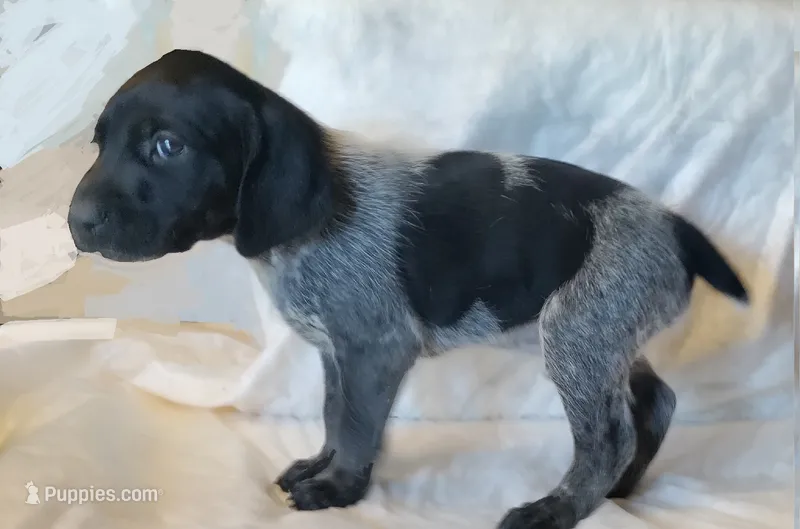 NAVHDA GSP Pup #3 – German Shorthaired Pointer puppy for sale in Bernalillo, NM