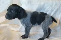 NAVHDA GSP Pup #3, a male German Shorthaired Pointer for sale in Bernalillo, NM – 1 of 7